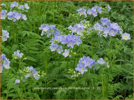 Polemonium caeruleum &#39;Northern Lights&#39;