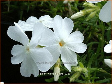 Phlox &#39;White Delight&#39;