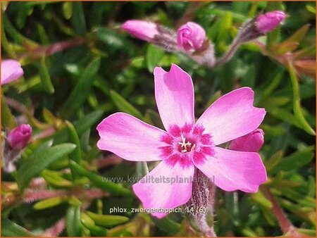 Phlox &#39;Zwergenteppich&#39;