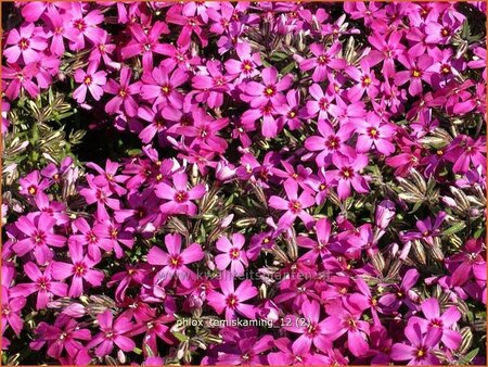 Phlox &#39;Temiskaming&#39;