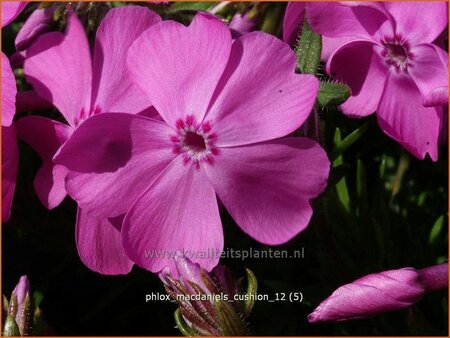 Phlox &#39;MacDaniel&#39;s Cushion&#39;