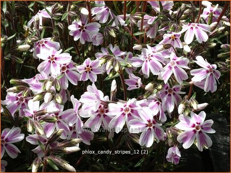 Phlox &#39;Candy Stripes&#39;