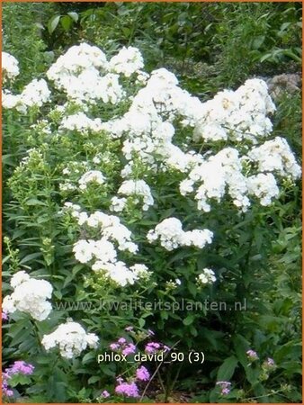 Phlox &#39;David&#39;