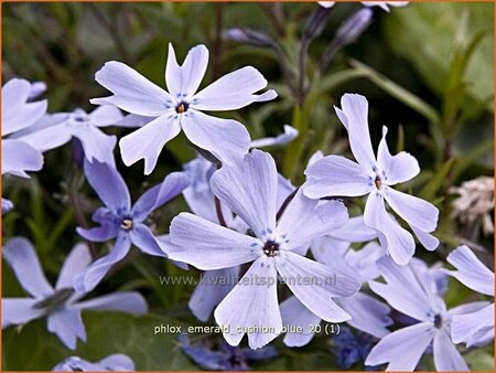 Phlox &#39;Emerald Cushion Blue&#39;