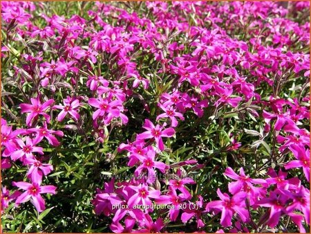 Phlox &#39;Atropurpurea&#39;