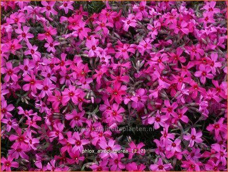 Phlox &#39;Atropurpurea&#39;