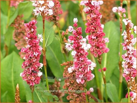 Persicaria affinis &#39;Kabouter&#39;