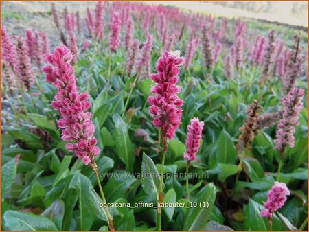 Persicaria affinis &#39;Kabouter&#39;