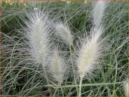 Pennisetum villosum