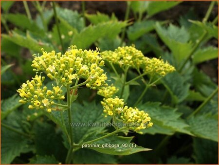 Patrinia gibbosa