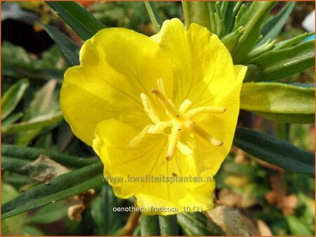 Oenothera fruticosa