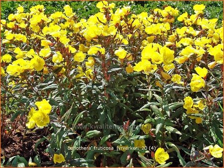 Oenothera fruticosa &#39;Fyrverkeri&#39;