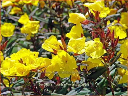 Oenothera fruticosa &#39;Fyrverkeri&#39;