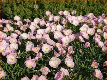 Oenothera speciosa &#39;Twilight&#39;