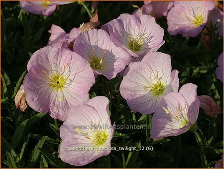 Oenothera speciosa &#39;Twilight&#39;