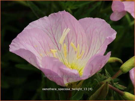 Oenothera speciosa &#39;Twilight&#39;