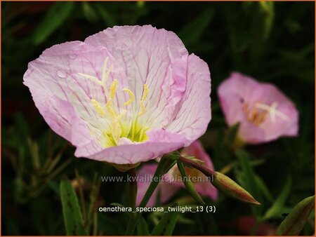 Oenothera speciosa &#39;Twilight&#39;