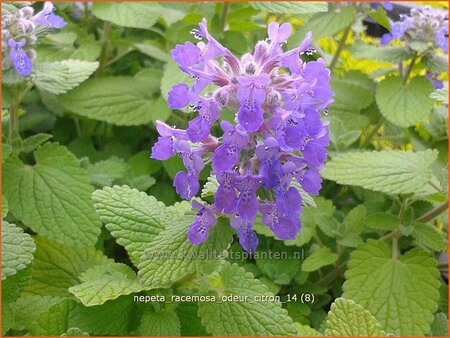 Nepeta racemosa &#39;Odeur Citron&#39;