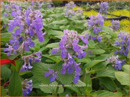 Nepeta racemosa &#39;Odeur Citron&#39;