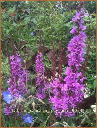 Lythrum salicaria &#39;Rosy Gem&#39;