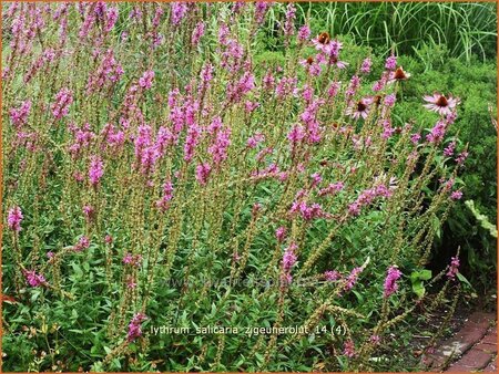 Lythrum salicaria &#39;Zigeunerblut&#39;