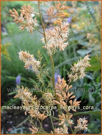 Macleaya microcarpa &#39;Kelways Coral Plume&#39;