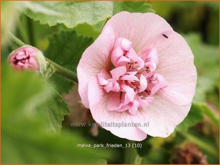 Malva &#39;Park Frieden&#39;