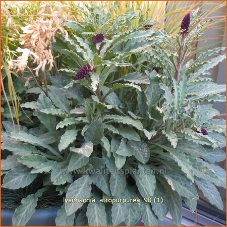 Lysimachia atropurpurea