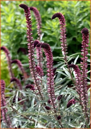 Lysimachia atropurpurea