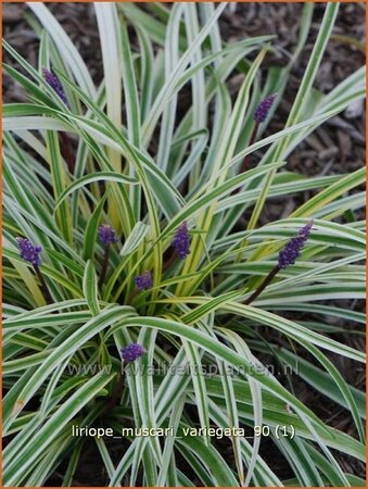 Liriope muscari &#39;Variegata&#39;