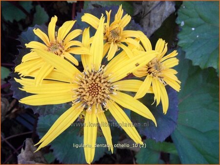 Ligularia dentata &#39;Othello&#39;