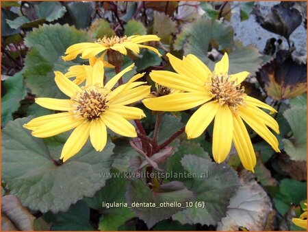 Ligularia dentata &#39;Othello&#39;