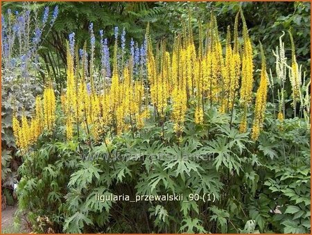 Ligularia przewalskii