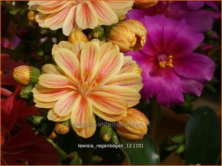 Lewisia &#39;Regenbogen&#39;