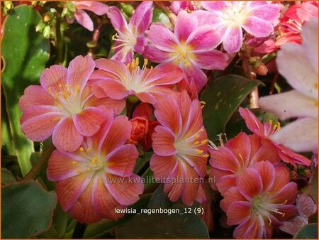 Lewisia &#39;Regenbogen&#39;