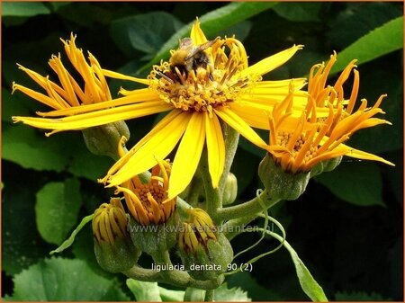 Ligularia dentata