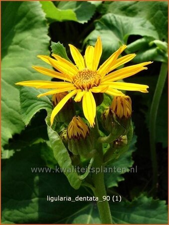 Ligularia dentata