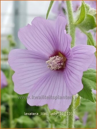 Lavatera &#39;Lilac Lady&#39;