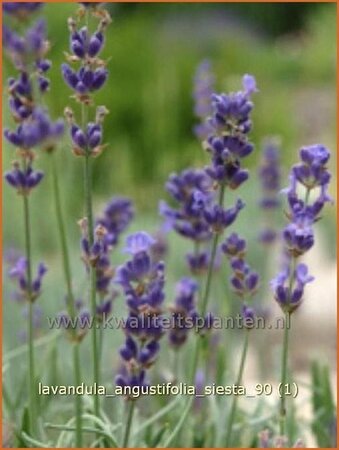 Lavandula angustifolia &#39;Siesta&#39;