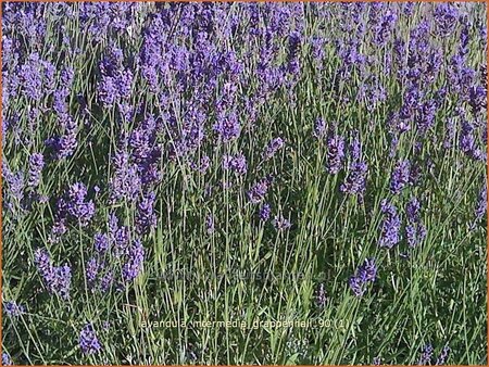 Lavandula intermedia &#39;Grappenhall&#39;