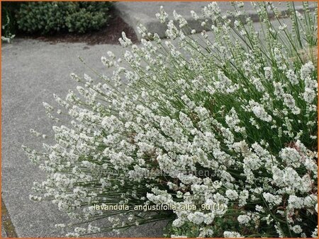 Lavandula angustifolia &#39;Alba&#39;