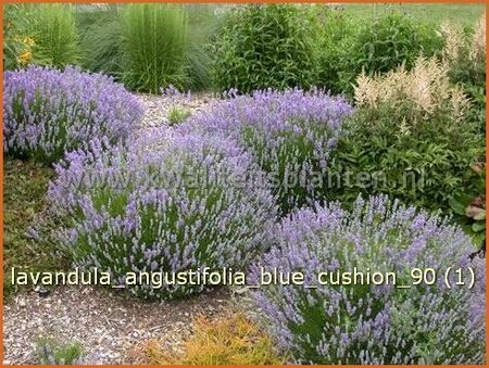 Lavandula angustifolia &#39;Blue Cushion&#39;