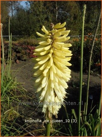 Kniphofia &#39;Ice Queen&#39;