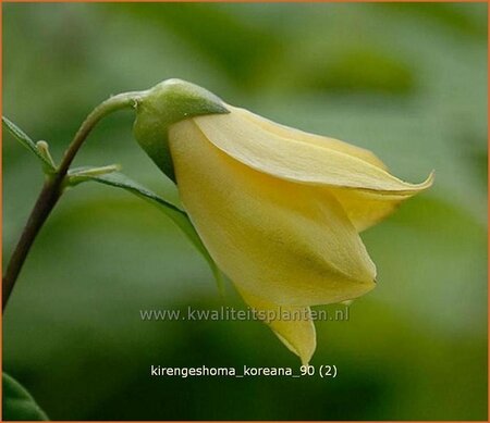 Kirengeshoma koreana