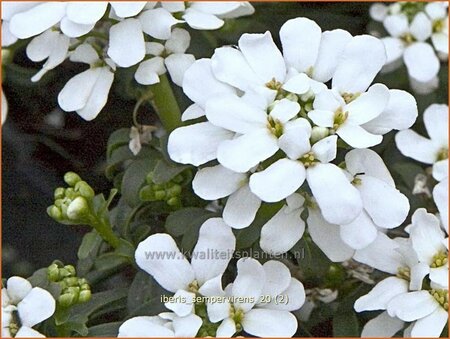 Iberis sempervirens