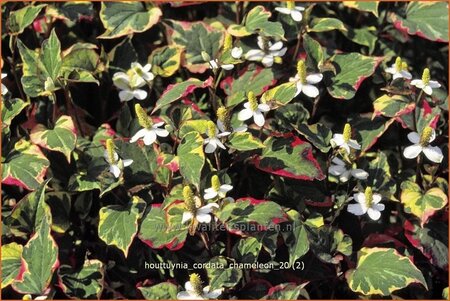 Houttuynia cordata &#39;Chameleon&#39;