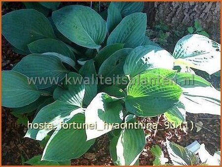 Hosta fortunei &#39;Hyacinthina&#39;