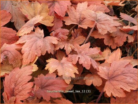 Heucherella &#39;Sweet Tea&#39;