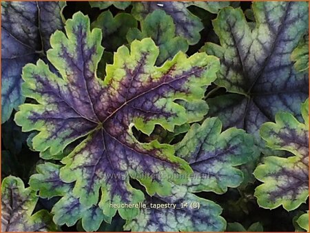 Heucherella &#39;Tapestry&#39;