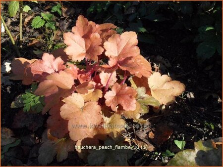 Heuchera &#39;Peach Flambe&#39;